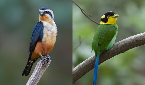 Long tailed broadbill (L) and Collared Falconet