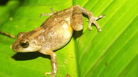 The new frog species have been named Raorchestes asakgrensis