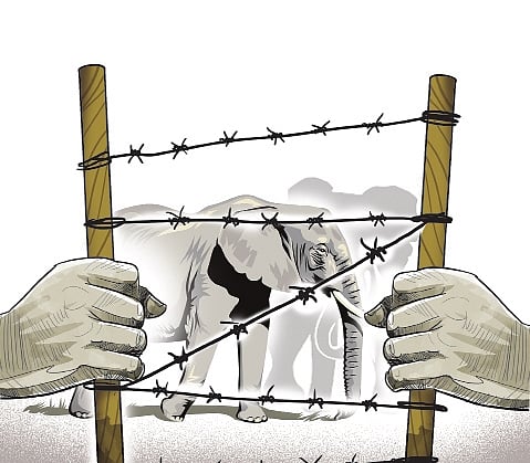 273 local bodies in Kerala critical zones of human-wildlife conflicts, reveals study