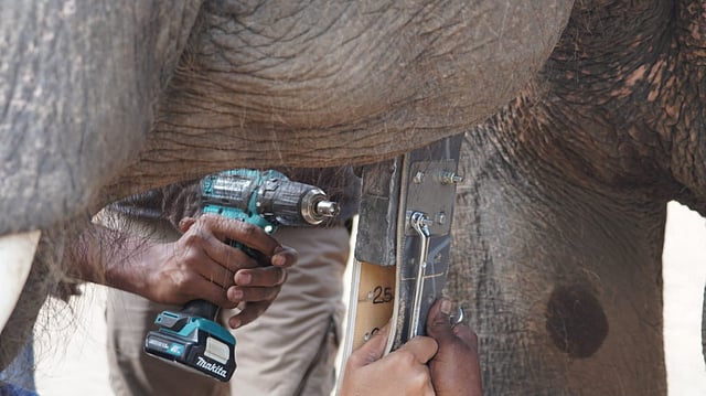 The radio collar being fitted on the tusker.