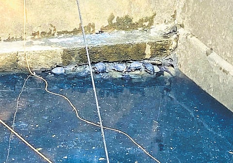 Accumulated garbage at a corner of the stepwell near the Legislative Council building in Nampally Public Gardens