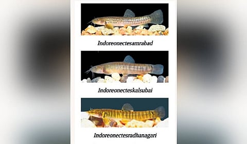 This description of three new species from the protected areas of the Eastern and the Western Ghats drew attention