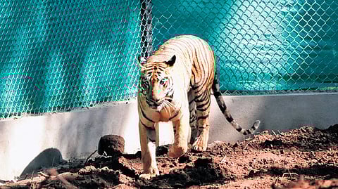 Tigress Zeenat