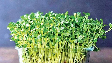 Microgreens refer to young plants, typically harvested after the first two to four leaves emerge. 