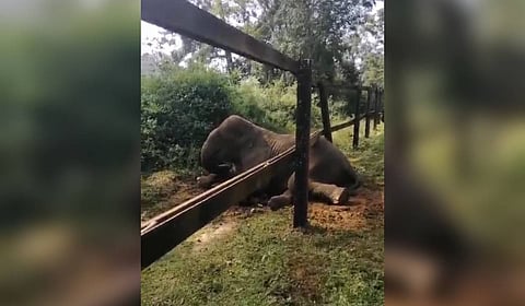 The foresters unscrewed the barricade and rescued the elephant.