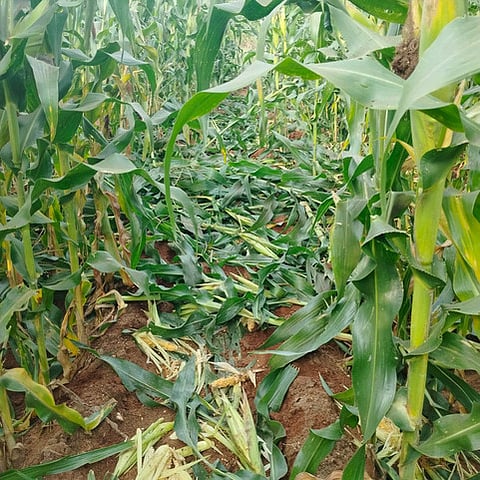 Farmers from Dharapuram in Tiruppur district have been affected by a wild boar infestation. The boars invade farmlands in droves and damage crops