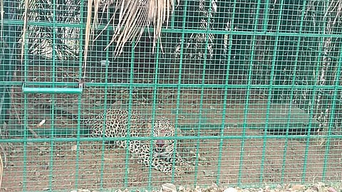 Leopard rescued from Kambalu Gollarahatti village near Shivagange Hills in Nelamangala taluk