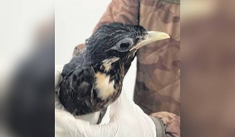 The exotic species that were seized from Bengaluru, Hyderabad and Vizag on Friday and Sunday 