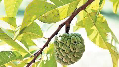 Many find its taste and consistency similar to custard, which earned it the familiar moniker ‘custard apple’. 