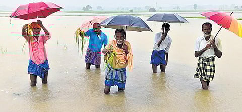 Farmers show their damaged crops in a field near Kulichar in Mayiladuthurai district.