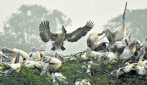 Among the migratory visitors are species such as spot-billed pelicans, openbill storks, white ibises etc..