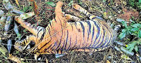 Forest officials suspect that poachers may have placed the snare to trap wild boars.