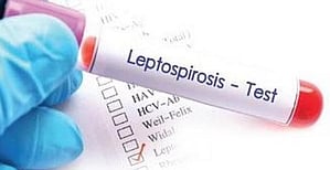 The disease is spread by leptospira, a bacteria present in the urine of several animals.