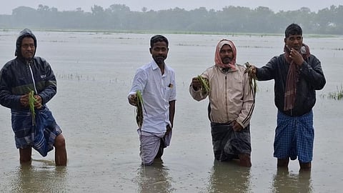 Farmers of Orathanadu area with paddy crops inundated with rain water on Wednesday.