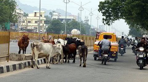 Image of 'Stray Cattle' on the roads used for representational purpose only.