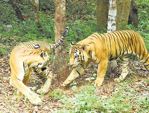 The funding under Project Tiger scheme has been dipping year on year, since 2015.