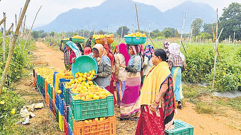 Farmers seed a green revolution in rain-shadow Kalahandi