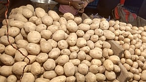 The squad that visited Aiginia mandi found a potato stock of 500 tonne which is sufficient to take care of the city and peripheral areas for two days.
