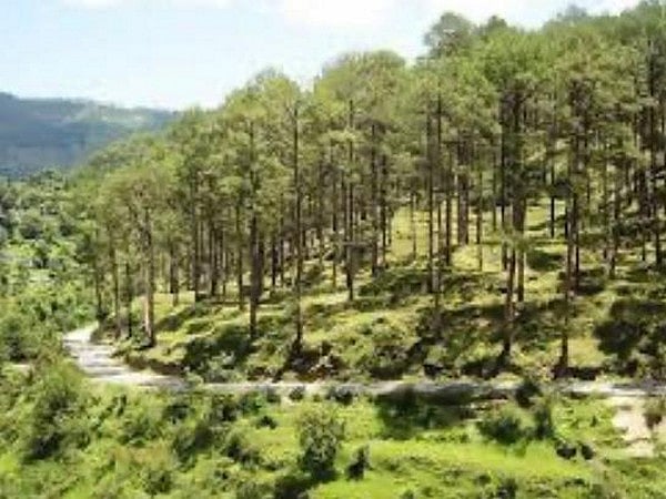 Uttarakhand forest department faces shortage of top-ranked officials due to ongoing, upcoming retirements