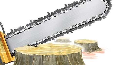 BBMP targets illegal tree felling services in Bengaluru, issues notice to Justdial