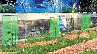 ‘Pachathuruth’ plants 1,200 saplings of hope  