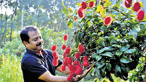 Renny Jacob at his rambuttan farm in Kanjirapally.