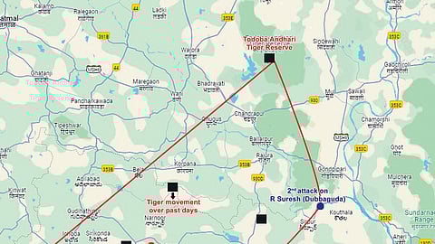 Maharashtra tigers moving to Telangana in search of new territory