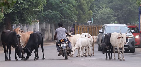 Image used for representation