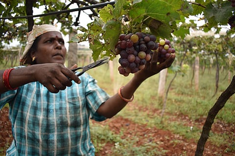 Workers in Panner grapes farm field at Karadimadai in Coimbatore 