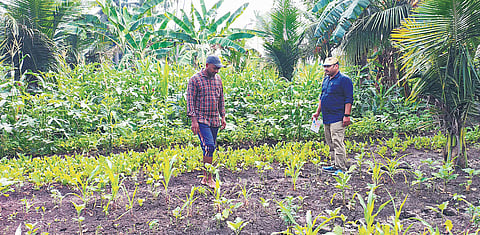 Andhra emerges as an inspiring example of natural farming