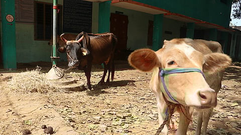 Seven arrested for allegedly slaughtering bull calf on Bakrid in Madhya Pradesh