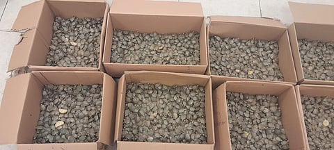 Chennai Customs officers seized 5,193 red-eared slider turtles from the baggage of two passengers.