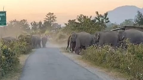 In the past one year, a total of 13 persons have lost their lives in elephant attacks across the division, the latest being on December 30. 