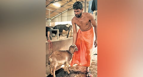 Ananth Samantho petting a kid at the cattle abode at Sannidhanam in Sabarimala during his day’s work 
