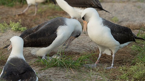 The world's oldest known wild bird has laid an egg at the approximate age of 74, according to US biologists.