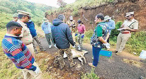 Female Nilgiri Tahr dies hours after sedation to fix radio collar at Mudumalai Tiger Reserve