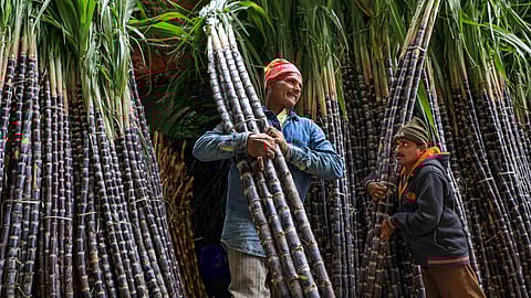 Warmer November led to higher water content and lesser formation of sucrose in sugarcane plants reducing its productivity, experts say.