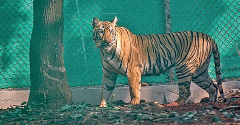 Tadoba tigress moves out of STR, traced to Jharkhand