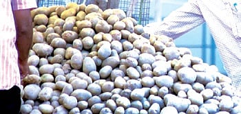 Potato crisis: Government set for price intervention through NAFED supply