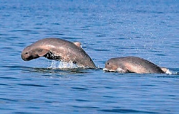 Irrawaddy dolphins.
