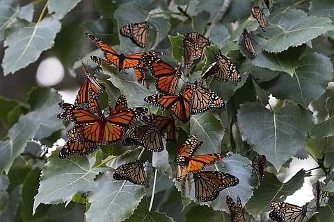 Monarch butterflies from Canada stop to rest in Wendy Park on their way to Mexico, Sept 12, 2023, in Cleveland.