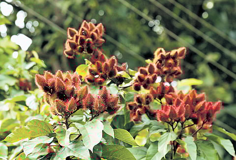 Bixa Orellana cultivation thrives in Andhra ASR district, boosts tribal farmers’ income