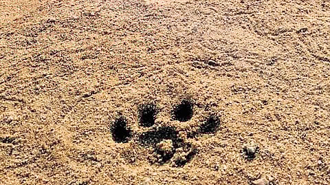 In Karnataka, the exercise is done in five tiger reserves, five national parks, 37 wildlife sanctuaries and 19 conservation reserves.