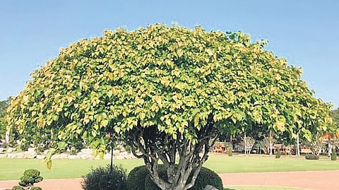 Roots of insufficiency