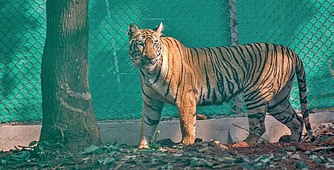 Tigress Zeenat