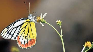 His findings also linked the dominance of the Nymphalidae family to the availability of host plants and favourable ecological conditions in the region.