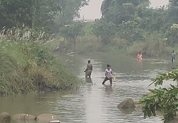 Locals collecting dead fish from the Sapua river on Sunday 