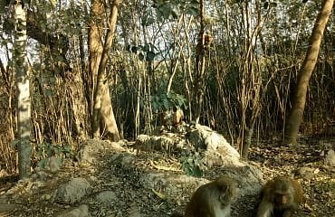 Nearly 1.30 lakh trees and plants are likely to be felled for the construction of the proposed 150-km-long Malwa Canal.