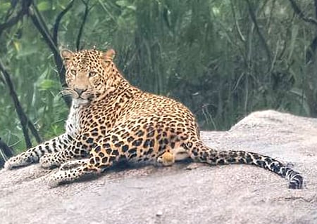 Farmers of Immadicheruvu and Rallapalli villages in Veligandla mandal reported leopard movement near their crop fields on Saturday night while patrolling to safeguard their crops. 