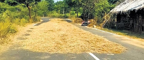 Harvested paddy spread on the road for drying